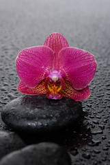 Fototapeta na wymiar Wet Zen Spa Stones with red orchid flower-wet background