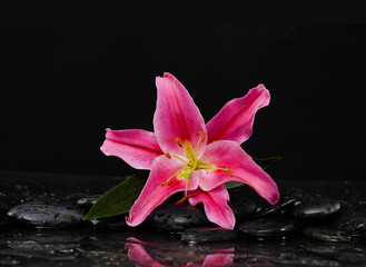 Fototapeta na wymiar Lying down pink lily with therapy black stones