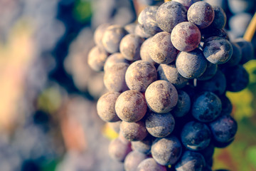 dettaglio di grappolo di uva da vino