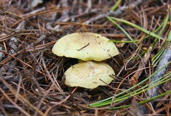 Edible mushrooms coniferous forests - Suillus.