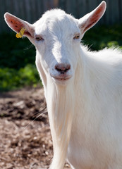 white goat snout