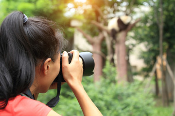 woman photographer taking photo of panda 