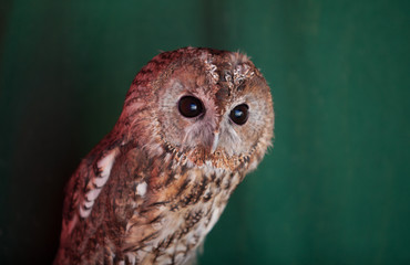 Tawny owl, Strix aluco
