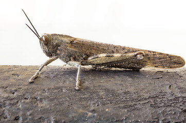 cavalletta - Anacridium aegypticum