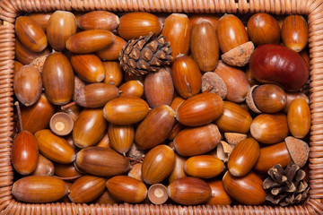 acorns closeup