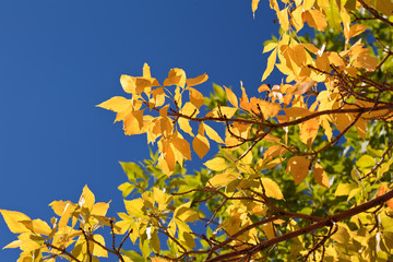 foliage of  aspen in colorado mountains