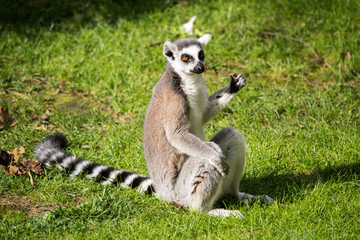 Lemure catta che mangia