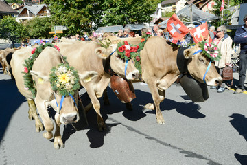 Farmers with a herd of cows on the annual transhumance at Engelb