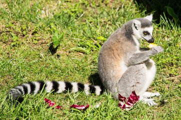 Naklejka na ściany i meble Lemure catta adulto che mangia