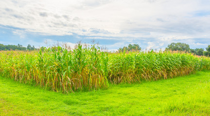 Fototapeta na wymiar image of corn field and sky in background