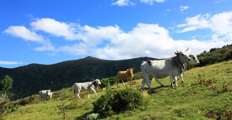 Obraz premium Vaches gasconnes,Pyrénées audoises