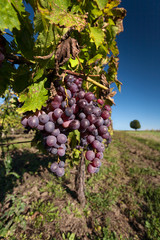 Purple grapes hang on the vine