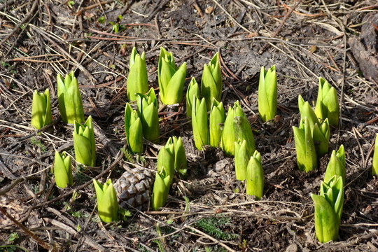 Jeune plantule de gentiane jaune