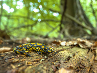 Salamandra Salamandra in Natural Old Forest Habitat