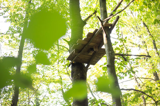 small wooden platform in trees