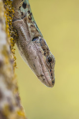 Italian Wall Lizard (Podarci siculus) Looking from a Tree