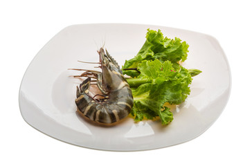 Tiger prawn