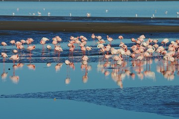 Fototapeta na wymiar Flamingos in Walvisbay
