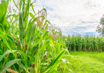 image of corn field and sky in background