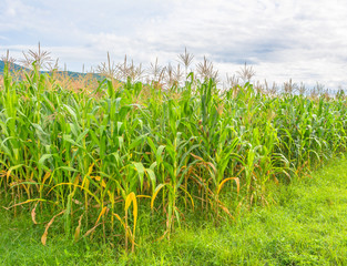 image of corn field and sky in background
