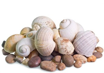 Shells