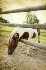 Pony on the farm