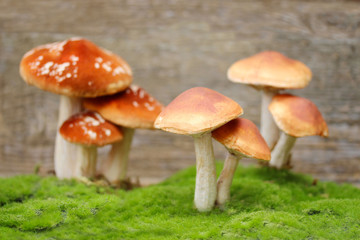 Obraz premium Pilze/ Holzhintergrund