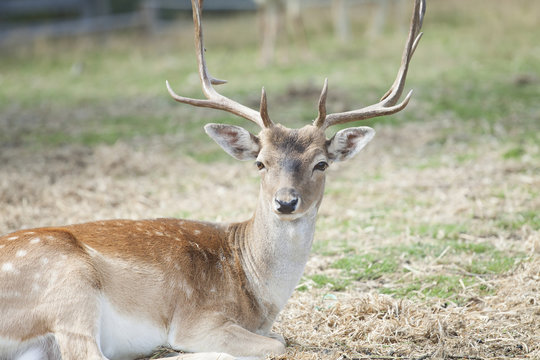 Spotted Deer / Chital