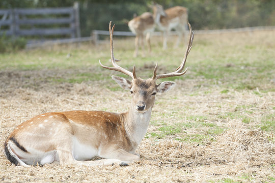 Spotted Deer / Chital