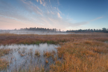 Fototapeta na wymiar autumn morning on swamp