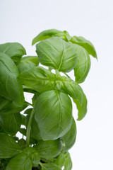 Fresh basil leaves isolated on white background