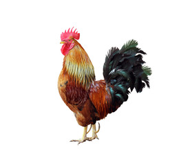 Rooster