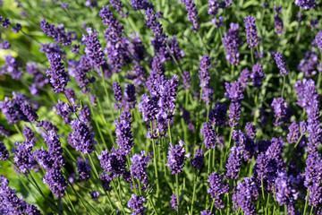 Obraz premium Gardens with the flourishing lavender