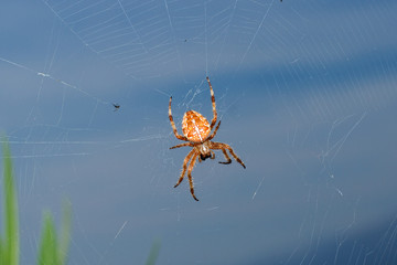 Spinne - Spinnennetz