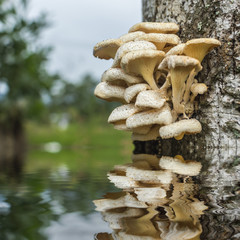 Tree mushroom