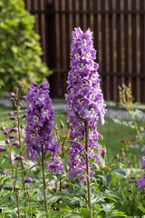 Obraz premium Purple Delphinium Flower in Garden