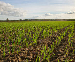 Fototapeta na wymiar Growing wheat.