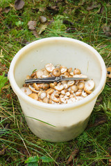mushrooms in a bucket