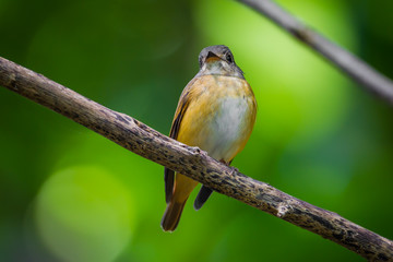 Muscicapa ferrugineah catch on the branch