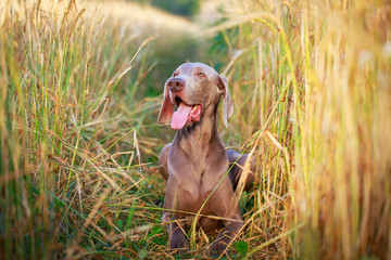 weimaraner dog