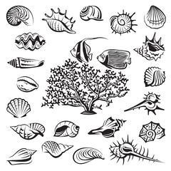 monochrome seashells set with coral and fish