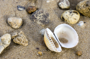 Open sea shell and stones on sand background