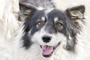 Black and white happy dog
