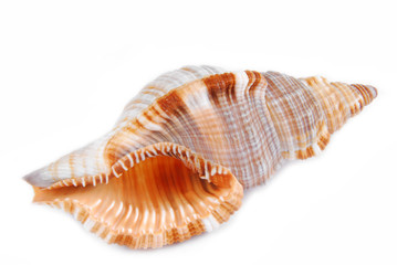 seashell shell isolated on white background