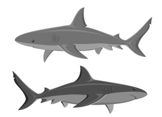 Obraz premium Sharks. Set of two large sharks isolated on white. Vector.