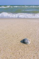 Sea shell on sand background