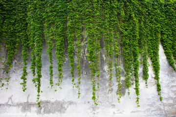 Old concrete wall covered with the green ivy - obrazy, fototapety, plakaty