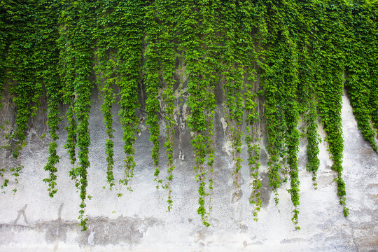 Fototapeta Stara betonowa ściana zakrywająca zielonym bluszczem