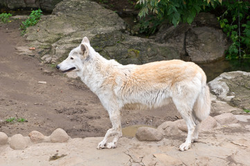 Tundra Wolf (Canis Lupus Albus)