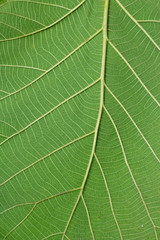 pattern of green teak leaf